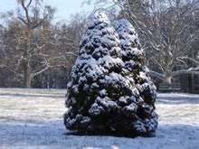 Load image into Gallery viewer, Dwarf Alberta Spruce
