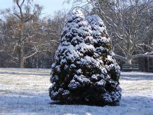 Dwarf Alberta Spruce