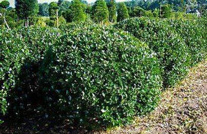 Blue Prince Holly Shrubs