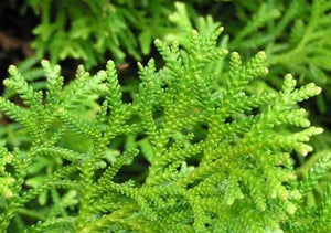 Dwarf Hiba Cedar Shrubs