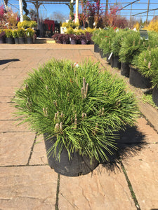 Thunderhead Japanese Black Pine Trees