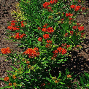 Butterfly Weed Asclepias tuberosa