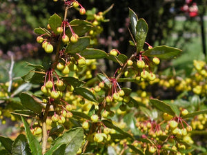 William Penn Barberry Shrubs