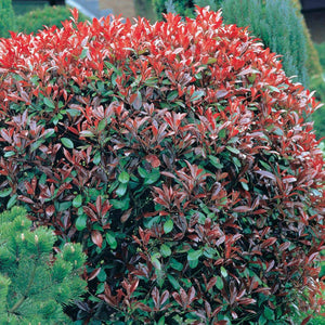 Red Tip Photinia Shrubs